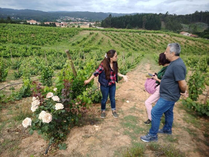 From Coimbra: Dão Wine Route Experience - The Itinerary Breakdown
