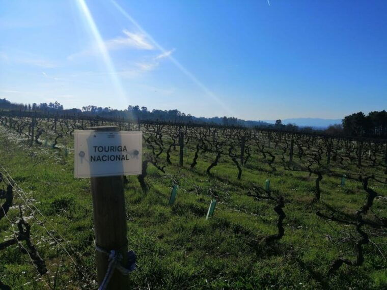 From Coimbra: Dão Wine Route Experience - What Sets This Tour Apart?