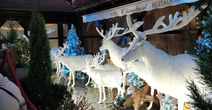 From Colmar: Christmas Markets Across 3 Borders - Participant Information