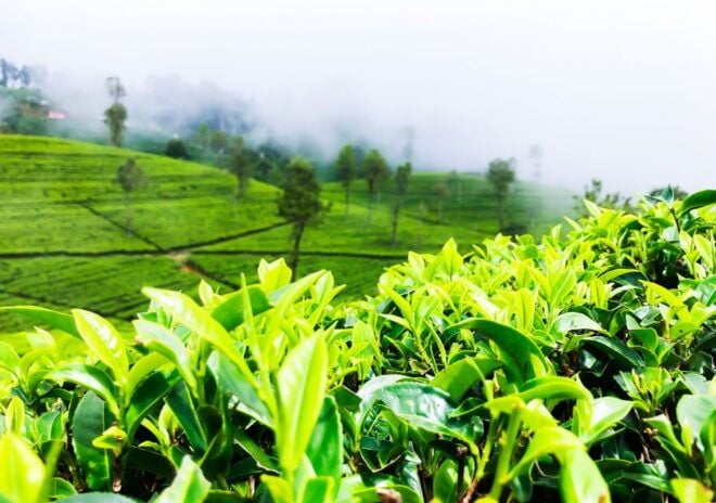 From Colombo: 2-Day All-Inclusive Kandy & Nuwara Eliya Tour - Itinerary Details