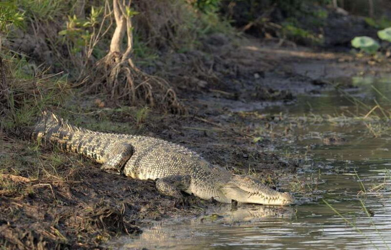 From Colombo: 2-Day Southern Coast Wildlife & Heritage Tour - Day 1: Journey from Colombo to Yala, then Turtle Watching at Rekawa