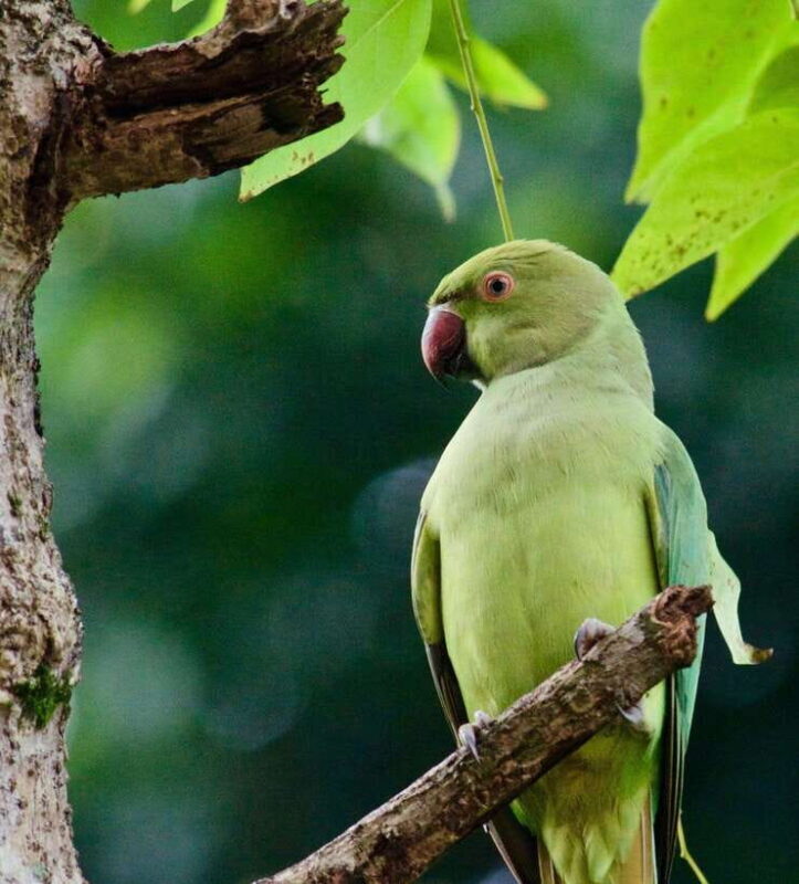 From Colombo: 2-Day Southern Coast Wildlife & Heritage Tour - The Sum Up