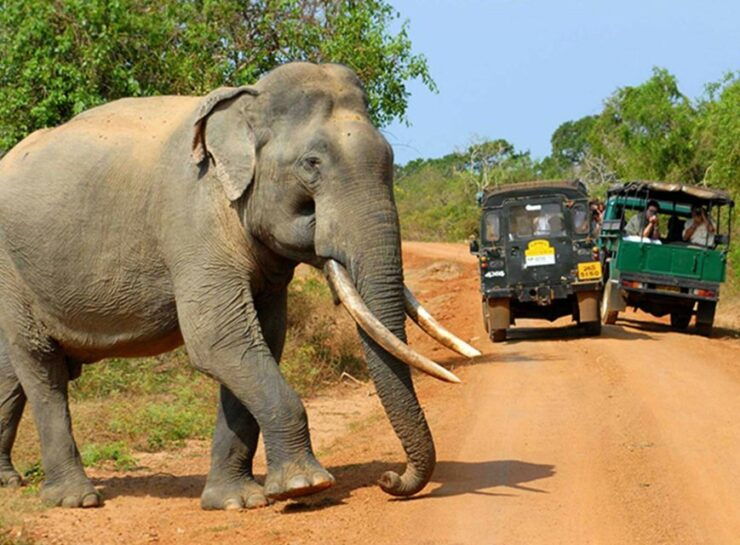 From Colombo: 2-Day Tour With Jungle Trek & National Park - Activity Details
