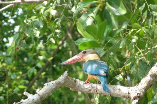 From Colombo: 2-Day Tour With Jungle Trek & National Park - Trekking in the Jungle