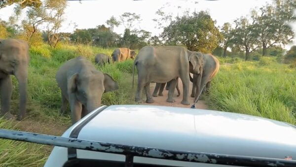 From Colombo: 2-Day Tour With Jungle Trek & National Park - Common Questions