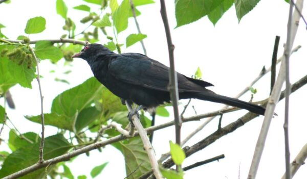 From Colombo: 2-Day Tour With Jungle Trek & National Park - The Sum Up