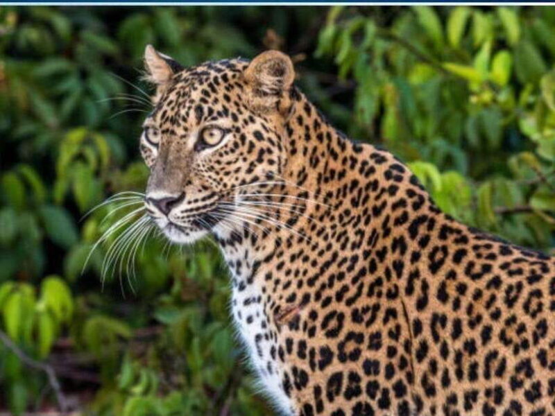 From Colombo: 2-Day Trip to Arugam Bay with Yala Safari - Good To Know