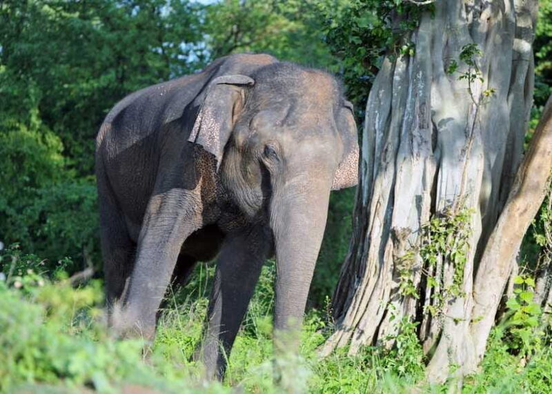 From Colombo: 3-Day Hill Country Escape with Train Ride - Frequently Asked Questions