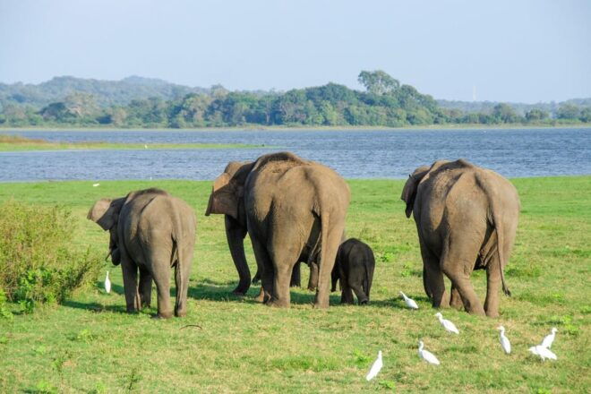From Colombo: 4-Day Cultural Triangle and Hill Country Tour - Inclusions and Exclusions