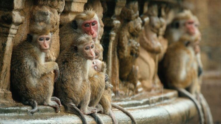 From Colombo: 4-Day Essence of Sri Lanka Heritage Tour - Experience Highlights