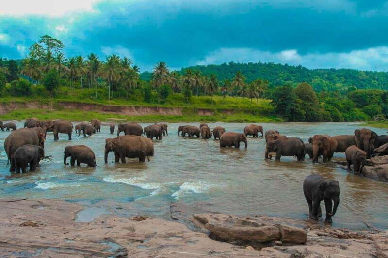 From Colombo: 4-Day Sri Lanka Tour with Elephant Orphanage - The Sum Up