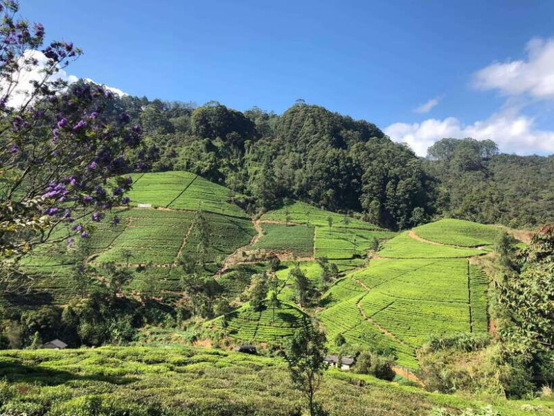 From Colombo: 5-Day Tour to Kandy, Sigiriya, and Nuwara - The Value Proposition