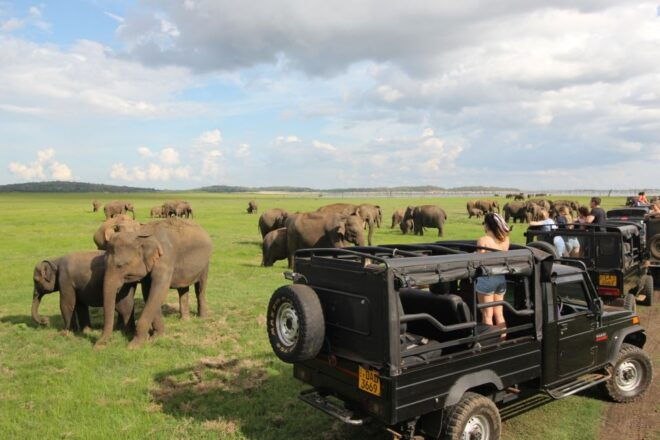 From Colombo: 8-Day Private Tour of Sri Lanka With Transport - Language and Pickup