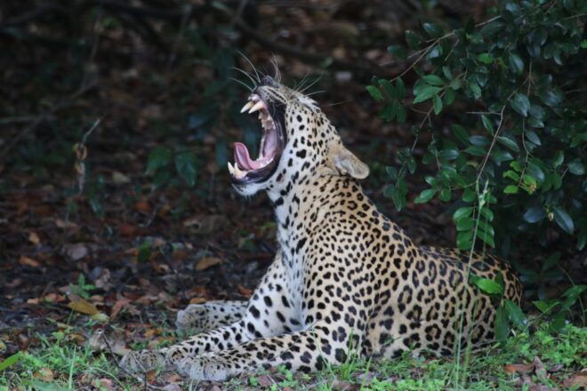 From Colombo: 8-Day Private Tour of Sri Lanka With Transport - Exclusions
