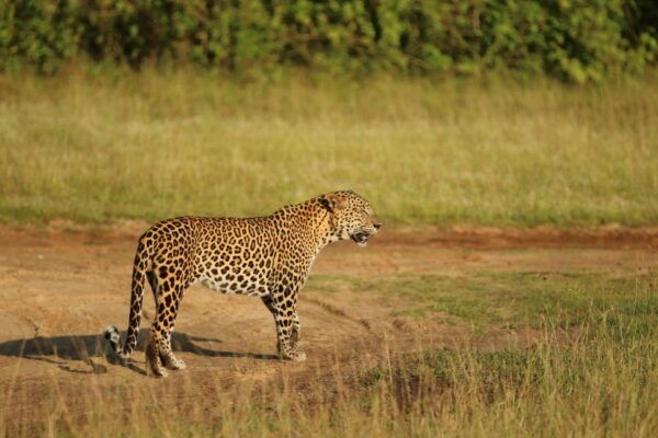 From Colombo: 8-Day Private Tour of Sri Lanka With Transport - Yala National Park 4x4 Safari