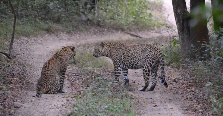 From Colombo/Bentota/Hikkaduwa: 2-Day National Parks Trip - Yala National Park Experience