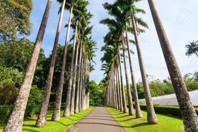 From Colombo - Day Trip to Kandy/ Pinnwala/ Royal Gardens - Itinerary Highlights