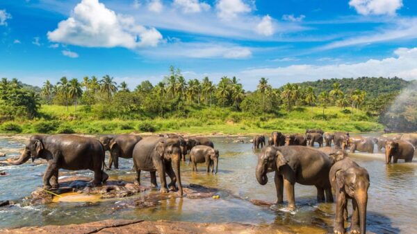 From Colombo - Day Trip to Kandy/ Pinnwala/ Royal Gardens - Booking and Cancellation Policy