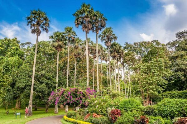 From Colombo : Day Trip to Kandy/ Pinnwala/ Royal Gardens - Transportation Details