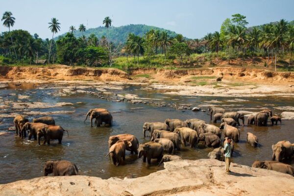 From Colombo: Full-Day Pinnawala and Kandy Tour - Common Questions