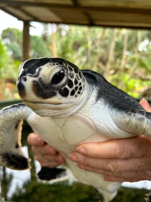 From Colombo: Galle Fort & Jungle Beach, Bentota Day Tour - Final Stop at Jungle Beach