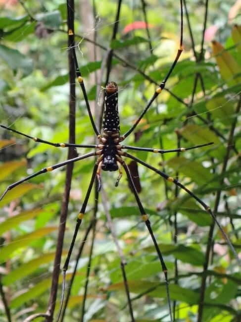 From Colombo/Kalutara: Full-Day Sinharaja Guided Eco Trek - From Colombo/Kalutara: Full-Day Sinharaja Guided Eco Trek Review