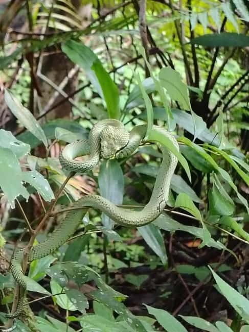 From Colombo/Kalutara: Full-Day Sinharaja Guided Eco Trek - Final Thoughts