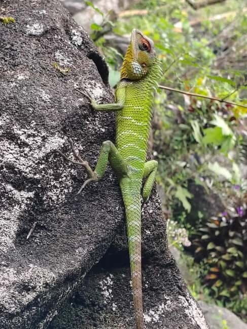 From Colombo/Kalutara: Full-Day Sinharaja Guided Eco Trek - Why Sinharaja is a Must-See