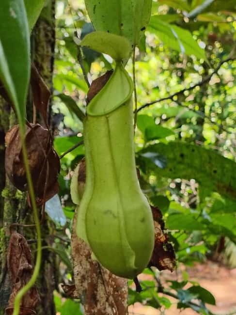 From Colombo/Kalutara: Full-Day Sinharaja Guided Eco Trek - Pricing & Value