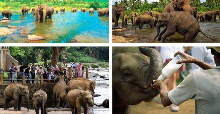 From Colombo: Kandy and Pinnawala Full-Day Trip - Transportation and Logistics