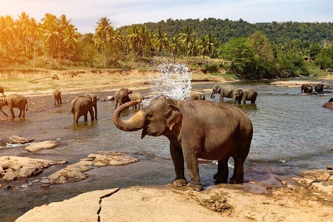 From Colombo: Kandy and Pinnawala Full-Day Trip - Cultural Show: The Grand Finale