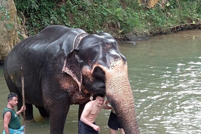 From Colombo: Kandy and Pinnawala Full-Day Trip - Final Thoughts