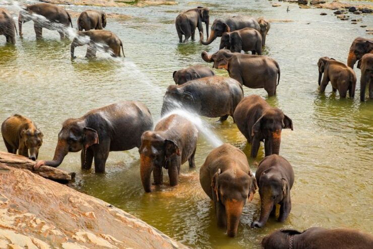 From Colombo: Kandy and Pinnawala Full-Day Trip - Royal Botanical Gardens: Orchids and Spice Plants