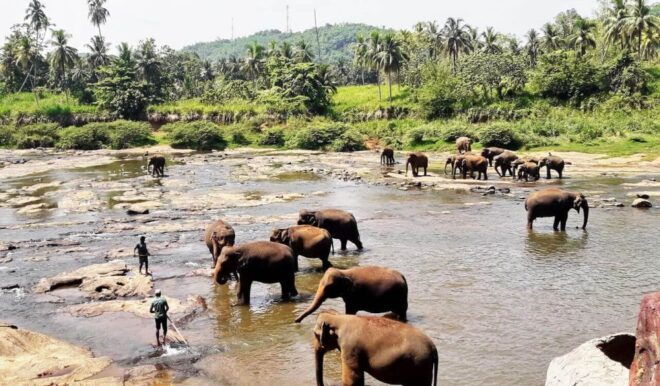 From Colombo: Kandy and Pinnawala Full-Day Trip - Ancient Crafts by Traditional Artisans