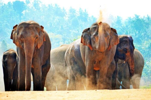 From Colombo: Kandy and Pinnawala Full-Day Trip - Vibrant Streets of Colombo and Serene Ambiance of Kandy and Pinnawala