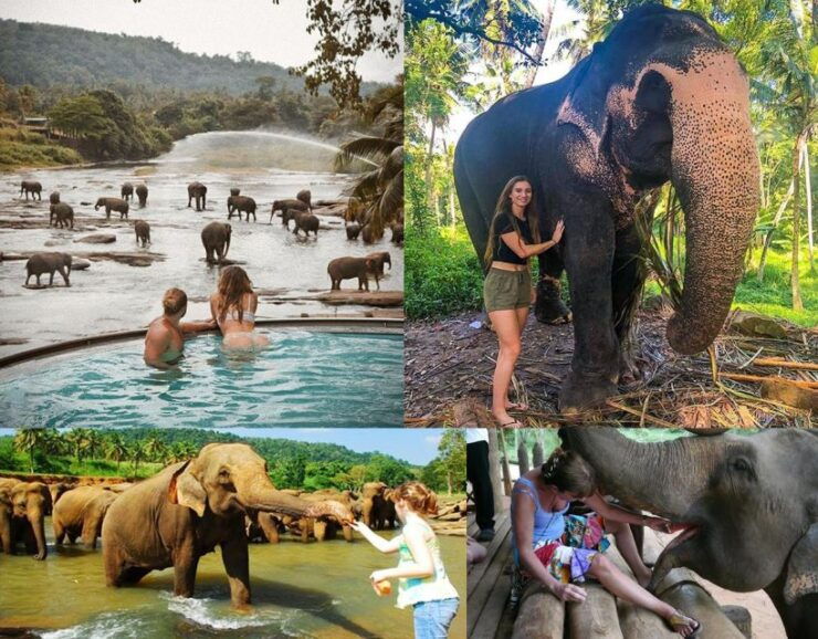 From Colombo: Kandy, Pinnawala and Tea Factory Full-Day Trip - Activity Highlights