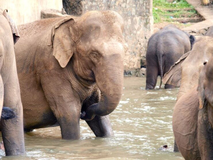 From Colombo: Kandy, Pinnawala and Tea Factory Full-Day Trip - Tour Experiences