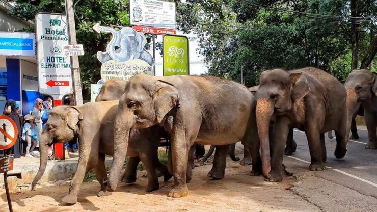 From Colombo: Kandy, Pinnawala and Tea Factory Full-Day Trip - Itinerary Highlights