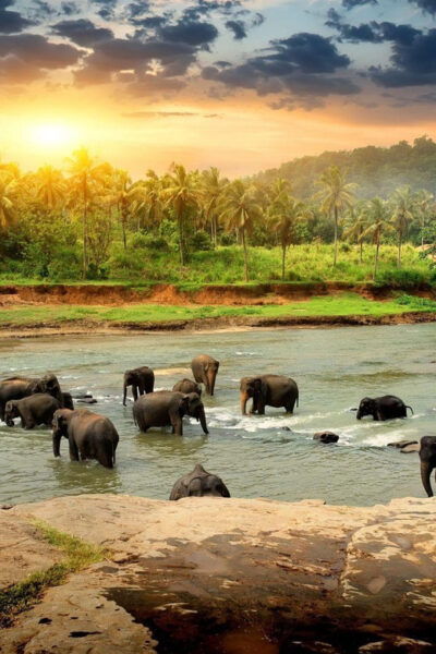 From Colombo: Kandy, Pinnawala and Tea Factory Full-Day Trip - Important Travel Information