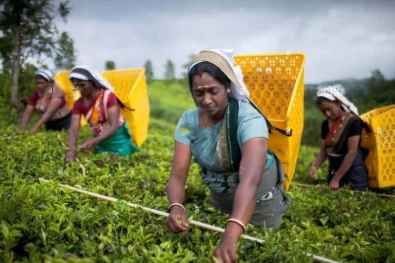 From Colombo: Kandy, Pinnawala and Tea Factory Full-Day Trip - An In-Depth Look at the Experience