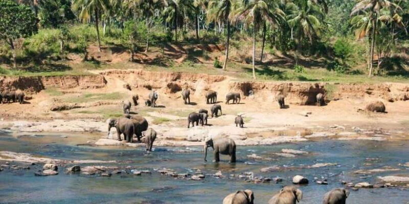 From Colombo: Kandy, Pinnawala and Tea Factory Full-Day Trip - Final Thoughts on Value and Authentic Experience