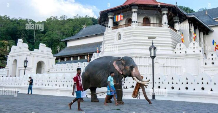 From Colombo: Kandy, Pinnawala and Tea Factory Full-Day Trip - Duration and Live Tour Guide Information