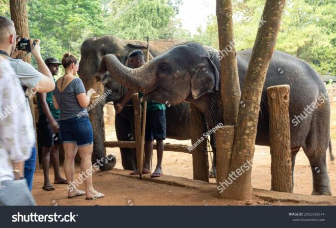 From Colombo: Kandy, Pinnawala and Tea Factory Full-Day Trip - Highlights at Pinnawala Elephant Orphanage