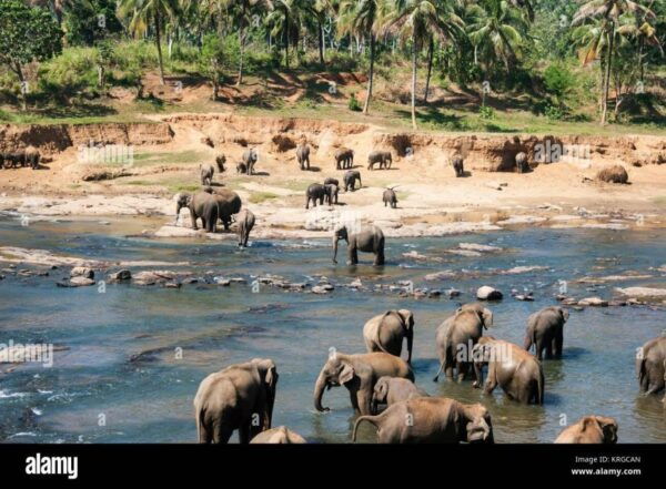 From Colombo: Kandy, Pinnawala and Tea Factory Full-Day Trip - The Sum Up
