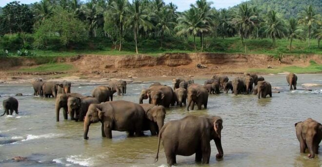 From Colombo: Kandy & Pinnawala Orphanage Short Excursions - Customer Reviews
