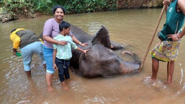 From Colombo: Kandy & Pinnawala & Tea Factory Full Day Trip - Cultural Performances