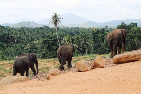 From Colombo: Kandy Short Excursions and Pinnawala Orphanage - Important Participant Information