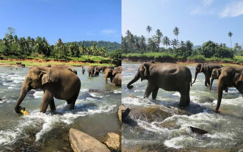 From Colombo: Kandy Temple of Tooth & Elephant Orphanage - Introduction to the Experience
