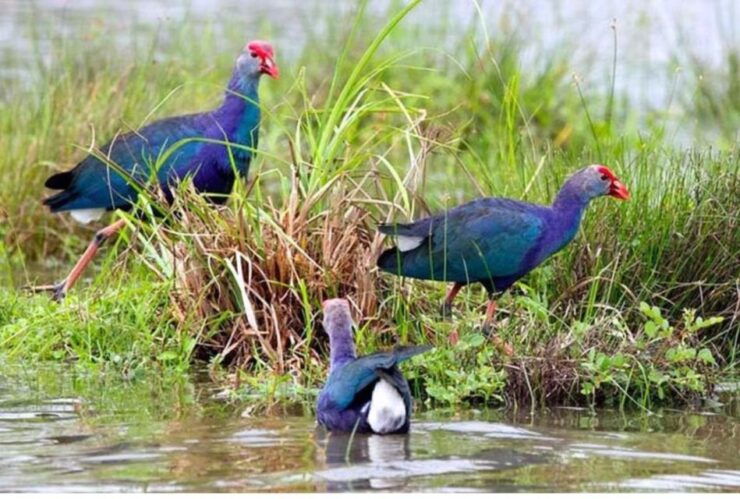 From Colombo: Lagoon Bliss: Dutch Canal Delight - Experience Highlights and Itinerary