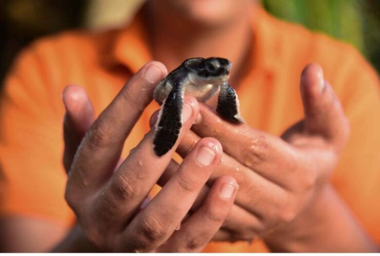 From Colombo: Madu River Safari & Turtle Hatchery Visit - Booking and Payment Details